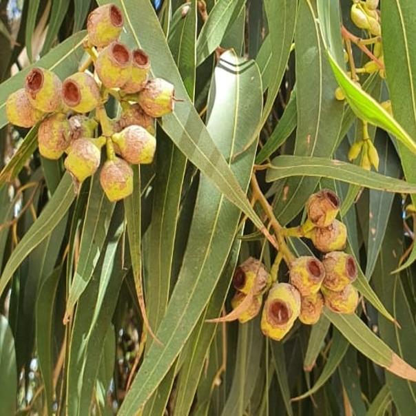 Lemon Eucalyptus Essential Oil Sample
