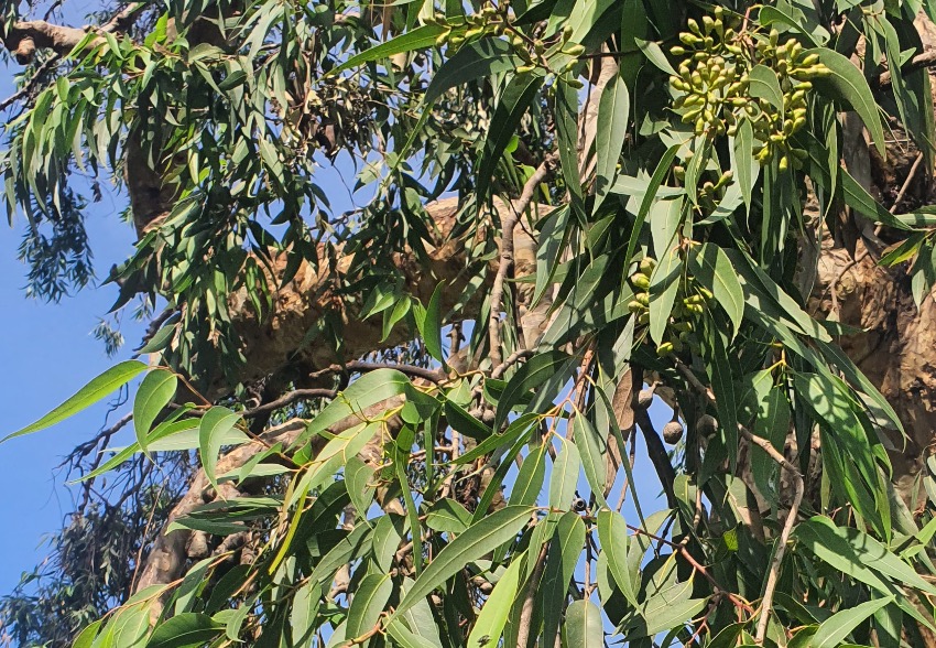 L’Eucalyptus Citronné: les bienfaits de l'Eucalyptus Citriodora