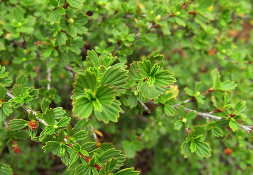 Resurrection Bush Essential Oil: Benefits and Applications for Your Business