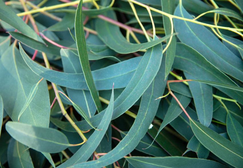 Eucalyptus Globulus Essential Oil: The Magical Ingredient for Respiratory Health