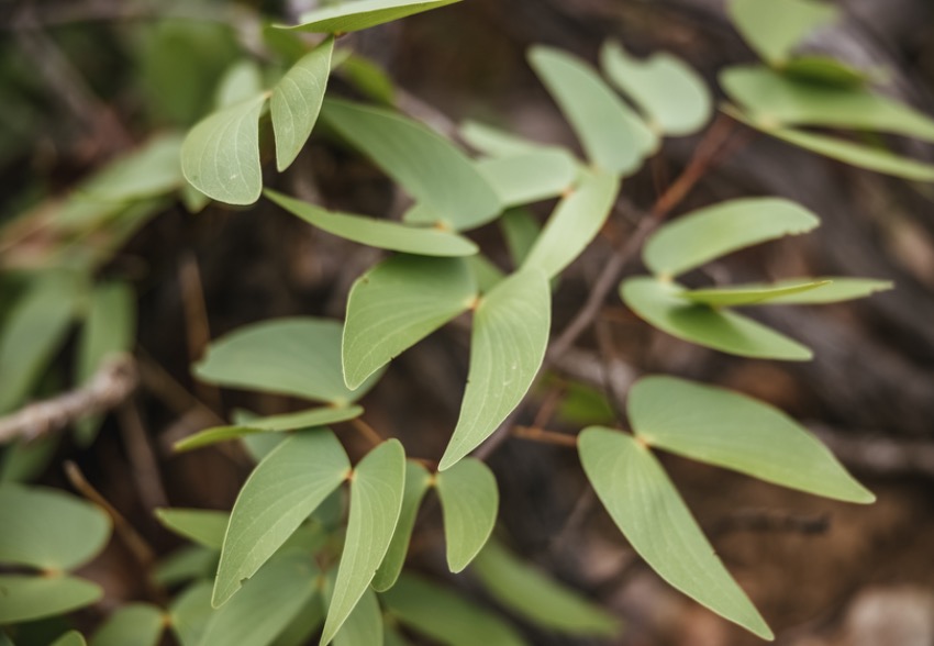 Mopane Essential Oil: An African Treasure for the Essential Oils Market