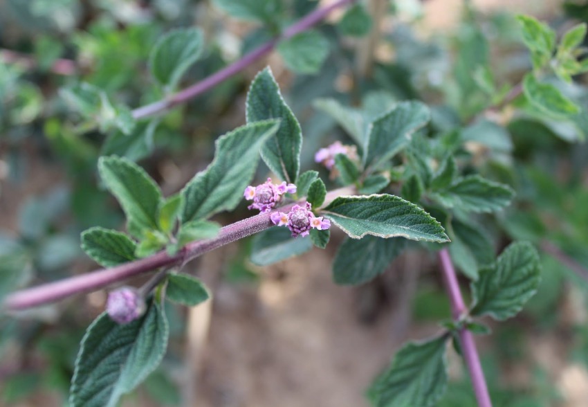 Organic White Verbena Essential Oil: Properties, Benefits, and Applications