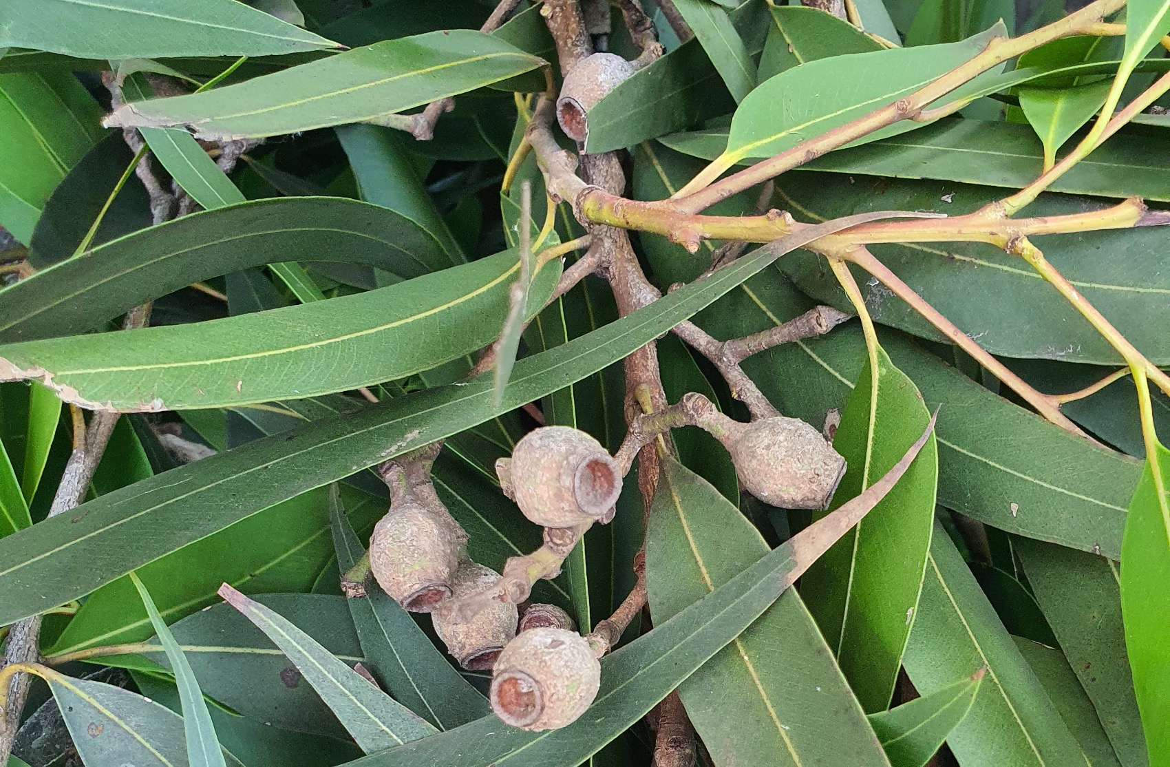 Eucalyptus Citriodora