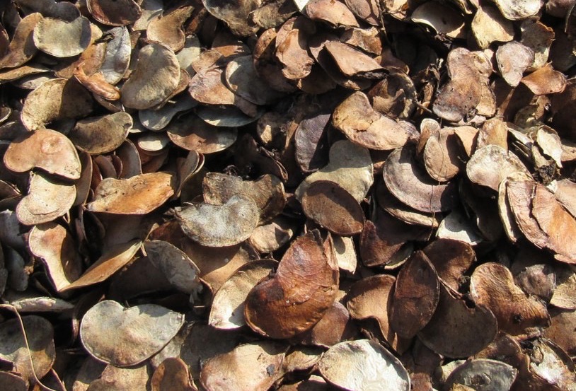 Mopane Essential Oil