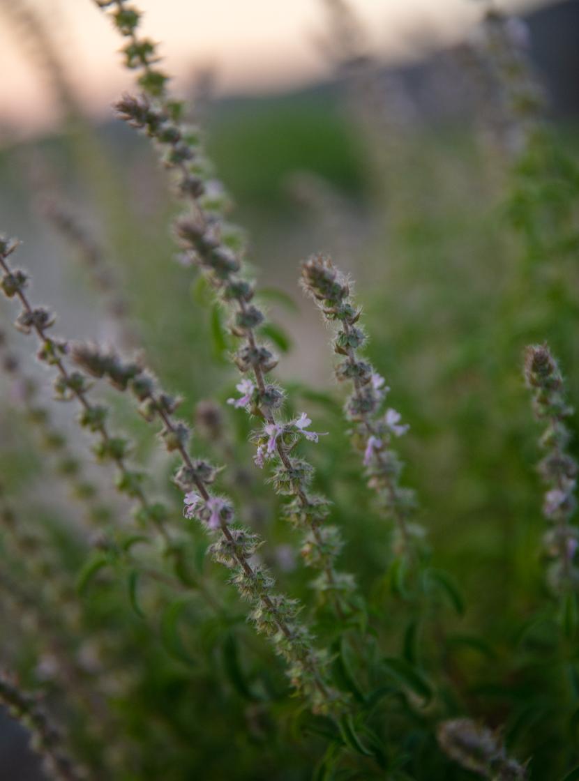 Propriétés et bienfaits de l'huile essentielle de Basilic Angolais 