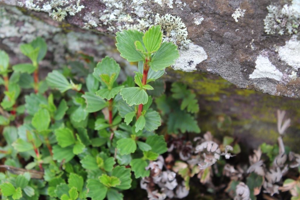 Resurrection Bush Essential Oil