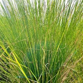 Lemongrass Essential Oil