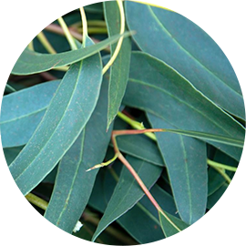L’Eucalyptus Globulus