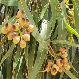 Eucalyptus Citronné