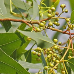 L’Eucalyptus Citronné