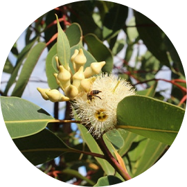L’Eucalyptus Robusta