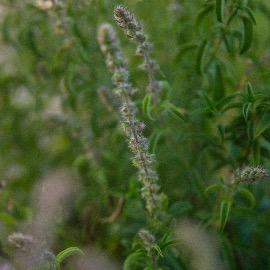 Angolan Basil Essential Oil