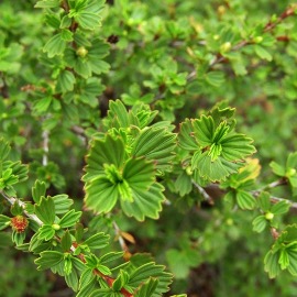 Essential Oil of Resurrection Bush