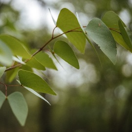 Mopane Essential Oil