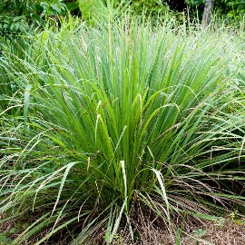 Lemongrass Essential Oil