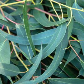 Eucalyptus Globulus Essential Oil