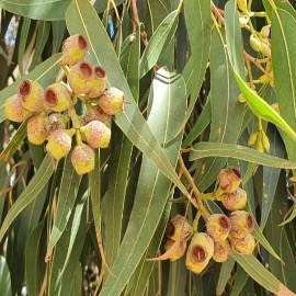 Eucalyptus Citronné