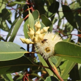 Eucalyptus Robusta