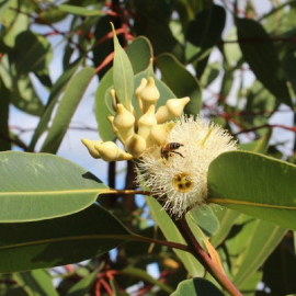 Óleo Essencial Eucalipto Robusta