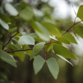 Óleo Essencial Mopane