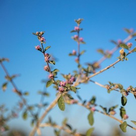 Verveine Blanche